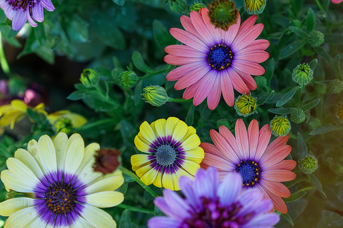 Osteospermum