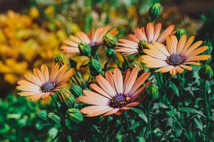 Osteospermum